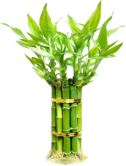 Lucky Bamboo Plants Live Indoor (10 Stalks, 8 Inch) - Fresh House Plants for Office Desk, Home