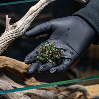 SubstrateSource Bucephalandra Brownie Phoenix Live Aquarium Plant - Natural Freshwater Fish Tank