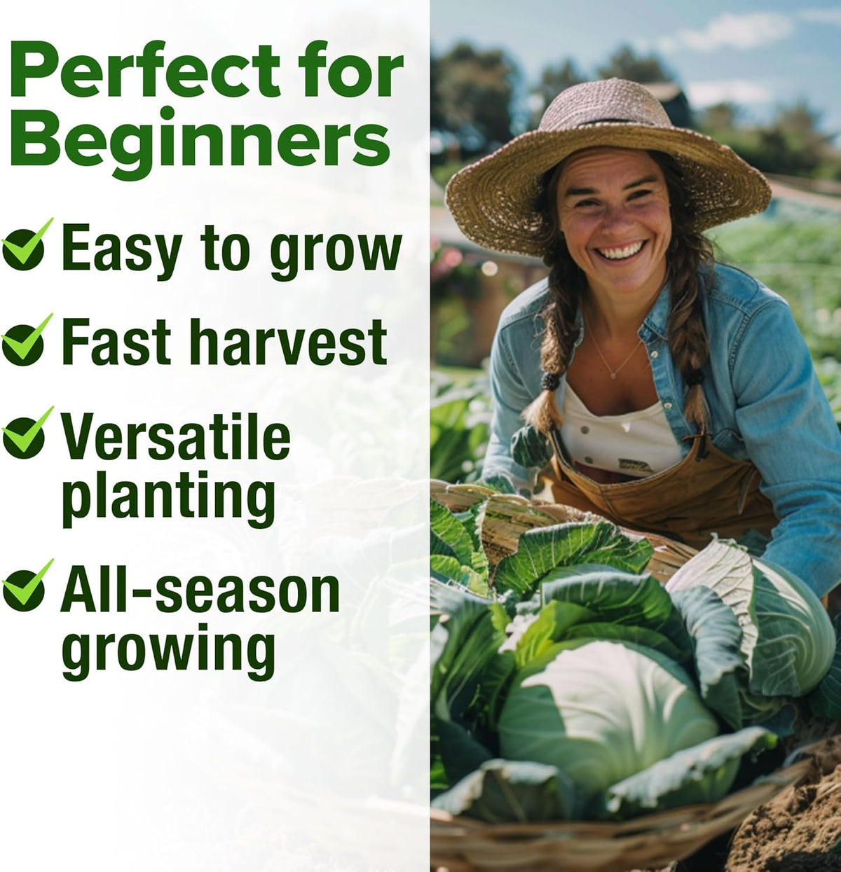 HOME GROWN 7 Cabbage Seeds for Planting - 2000+ Heirloom 𝗡𝗢𝗡-𝗚𝗠𝗢 𝗨𝗦𝗔 Seeds - Golden