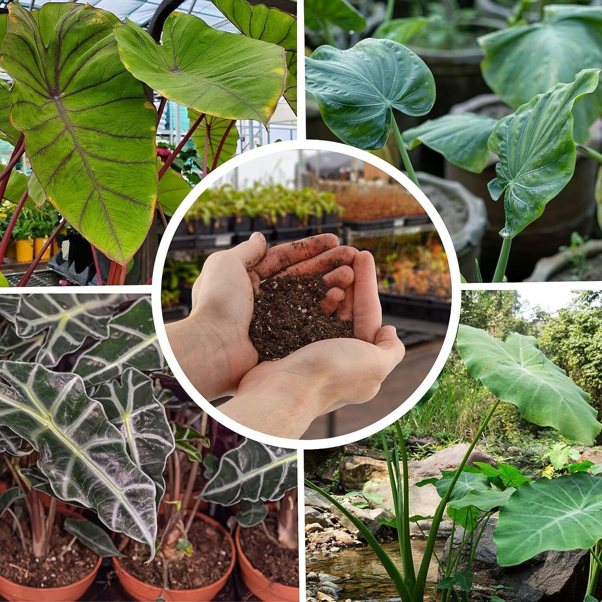 Gardenera Alocasia Potting Mix - Promote Strong Roots and Captivating Foliage with Our Premium