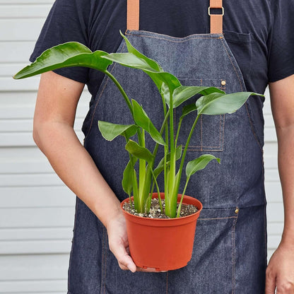 White Bird of Paradise Strelitzia Nicolai Live Plant for Indoor | Different Houseplants in 4'' &