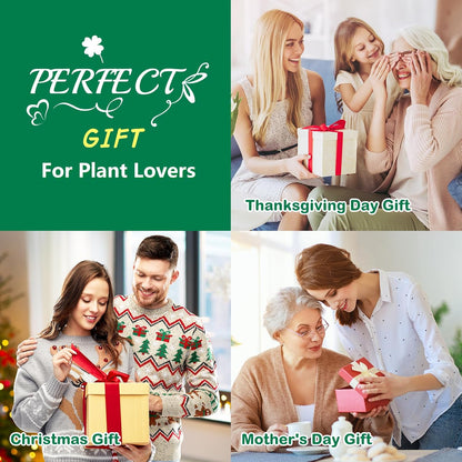 Bonsai Tree Kit, Complete Bonzai Tree Starter Kits with Tools, Unique DIY Gardening Gifts for Mom