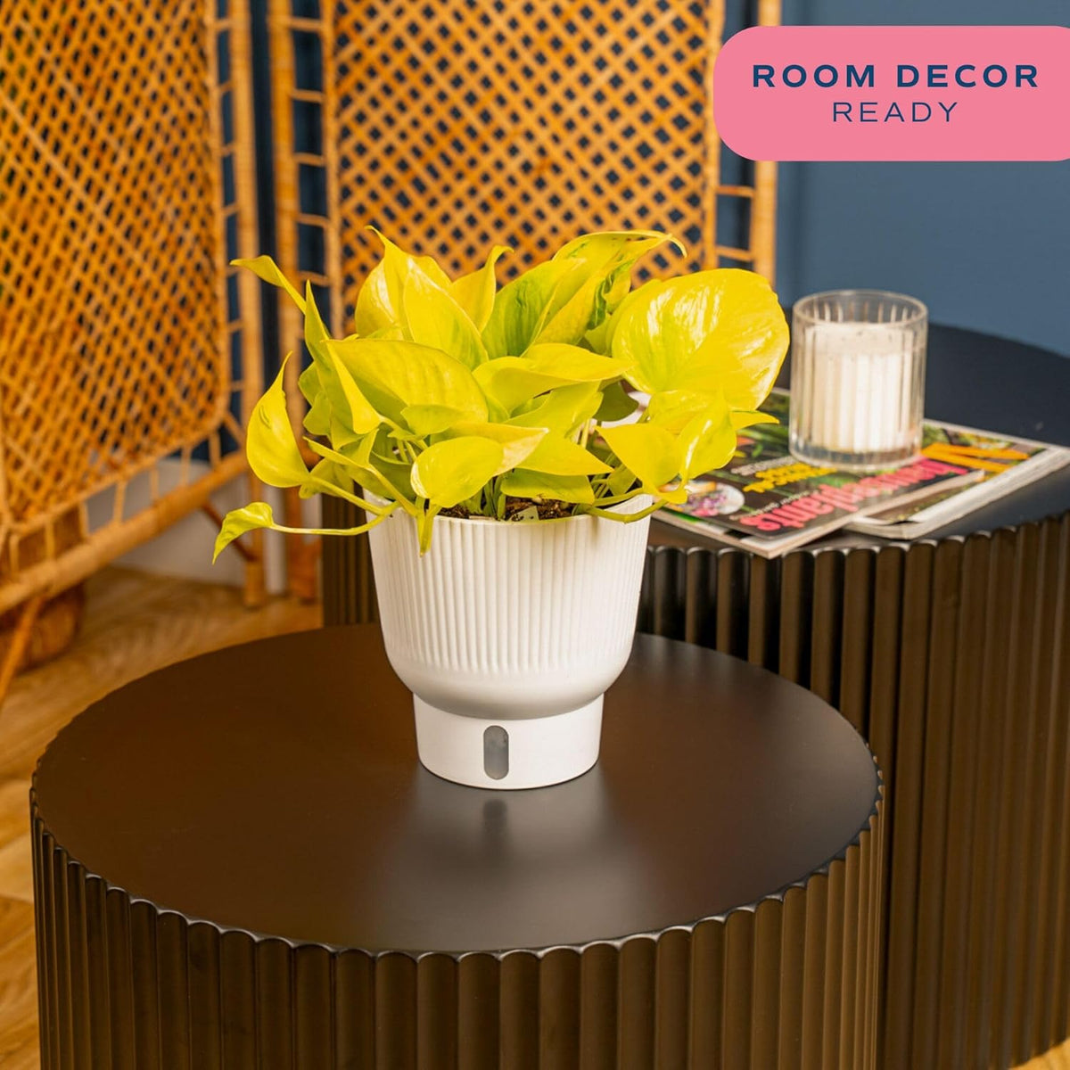 Costa Farms Champs Elysses Pothos Live Plant in Self Watering Pot, Indoor Houseplant, Trailing