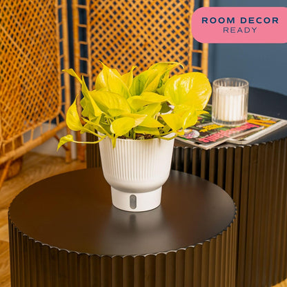 Costa Farms Champs Elysses Pothos Live Plant in Self Watering Pot, Indoor Houseplant, Trailing