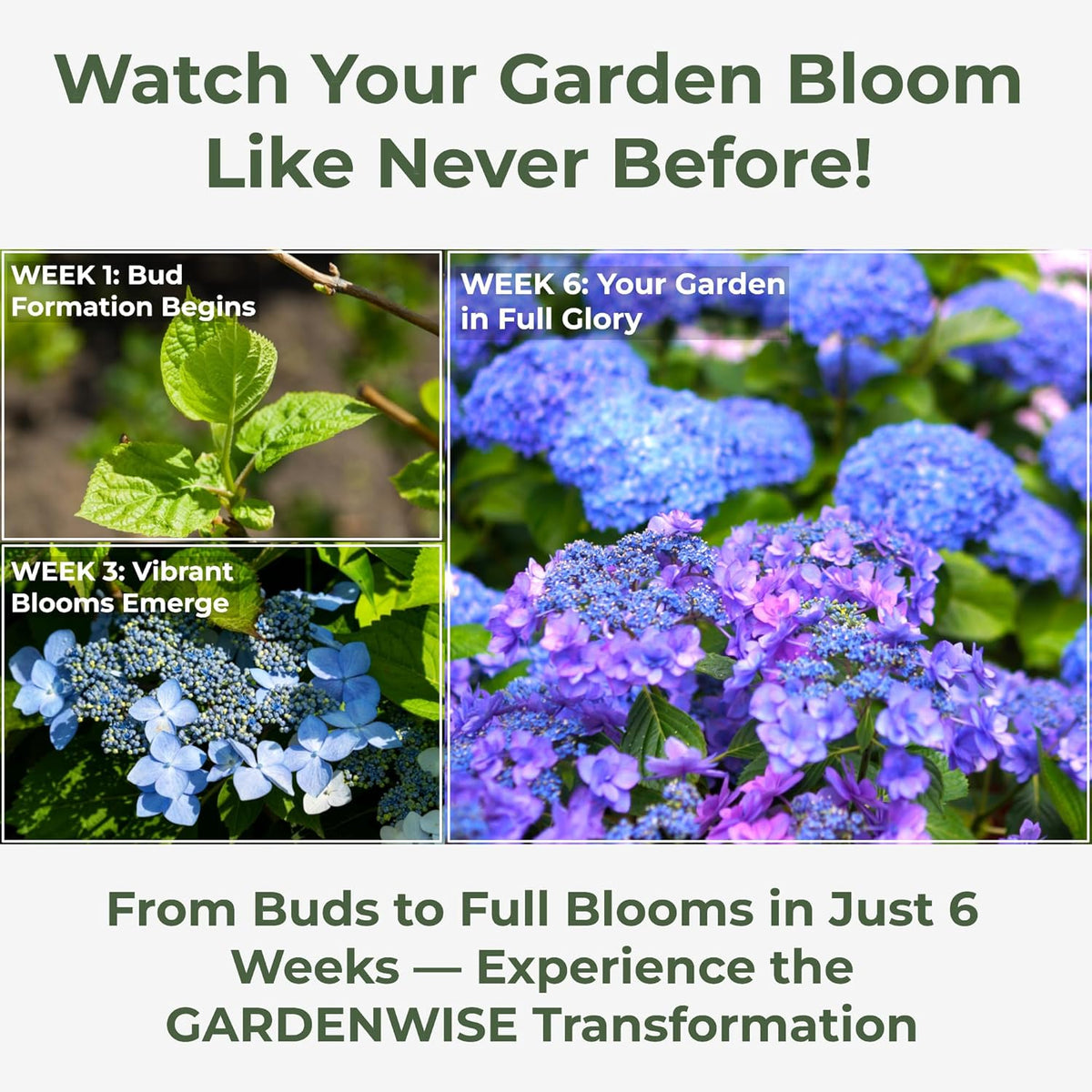 Slow Release Hydrangea Fertilizer with Iron & Sulfur – Indoor & Outdoor Soil Acidifier for Miracle