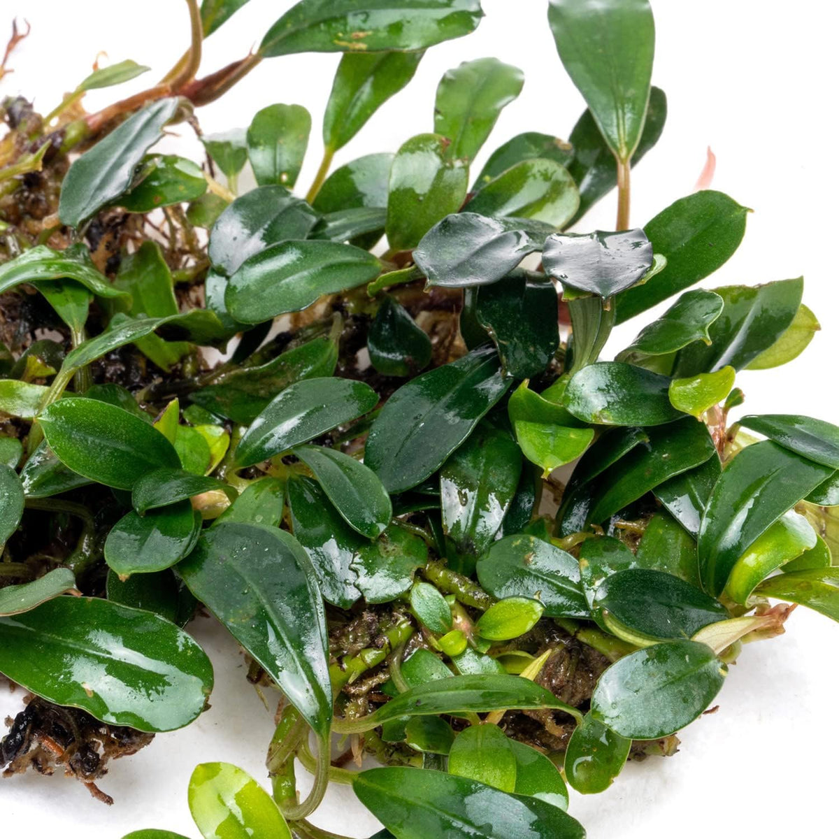 SubstrateSource Bucephalandra Black Tears Live Aquarium Plant - Natural Freshwater Fish Tank