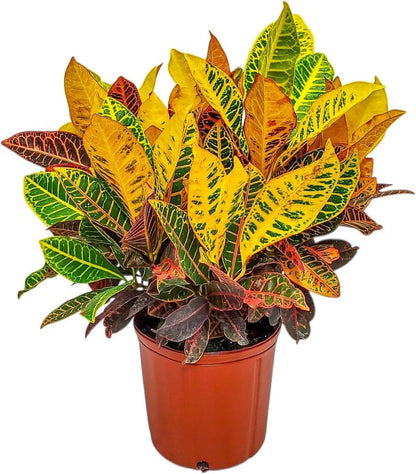 Croton Petra Plant - Tropical Foliage Plant Live - Overall Height 20" to 24" - Tropical Plants of
