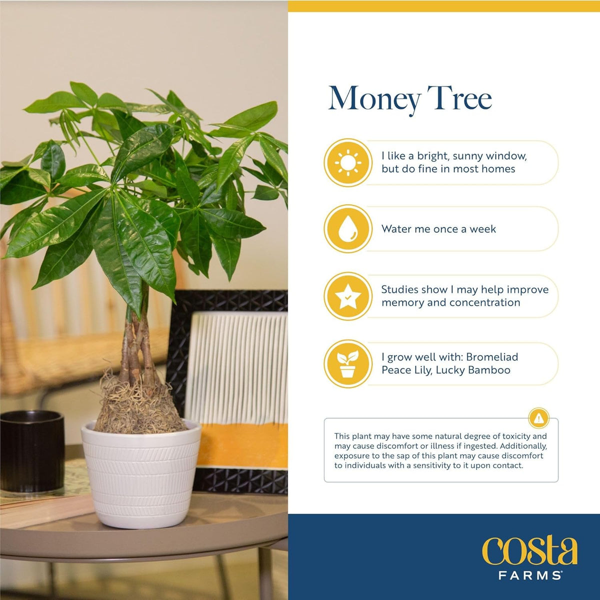 Costa Farms Money Tree, Small Easy to Grow Live Indoor Plant, Live Houseplant in Indoor Plant Pot