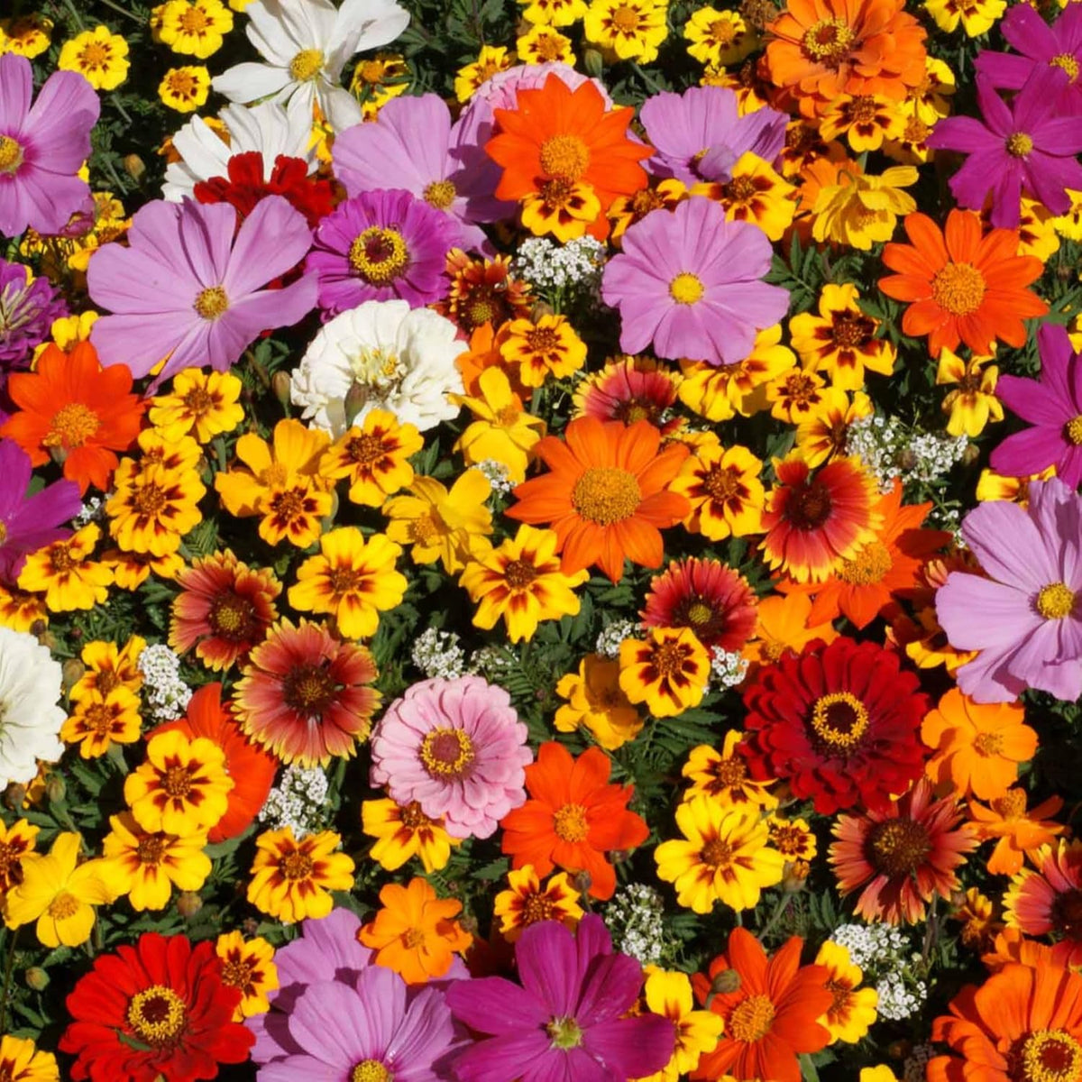 Save The Monarchs Wildflower Seed Shaker - 100,000+ Wild Flower Seeds for Planting - Beautiful Easy