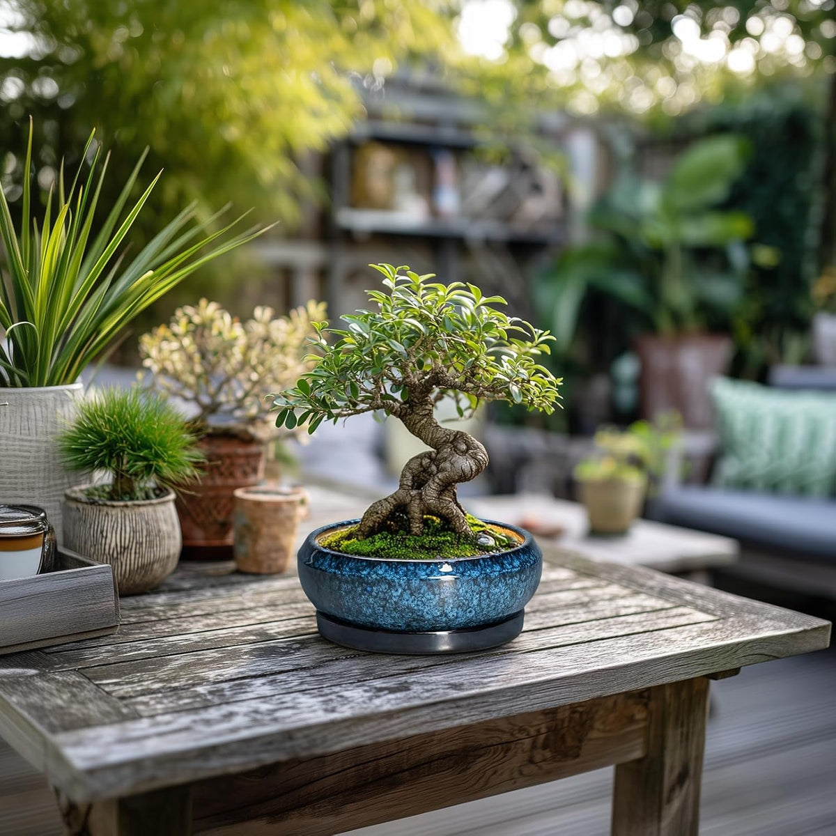 Succulent Pots - 6 Inch Ceramic Bonsai Pots with Drainage Hole and Saucer, Shallow Planter for