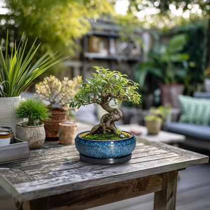 Succulent Pots - 6 Inch Ceramic Bonsai Pots with Drainage Hole and Saucer, Shallow Planter for