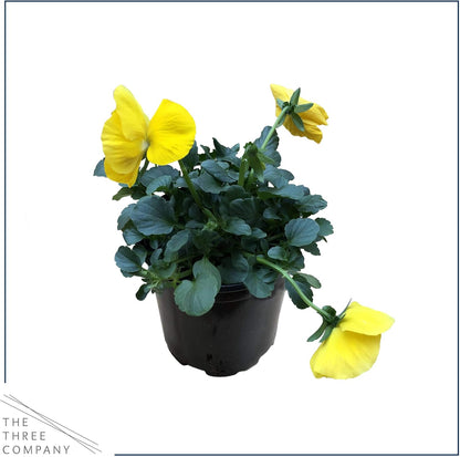 Live Healthy Flowering Pansies - Yellow (4 Plants Per Pack), Beautiful Winter Color, 6" Tall by 4"