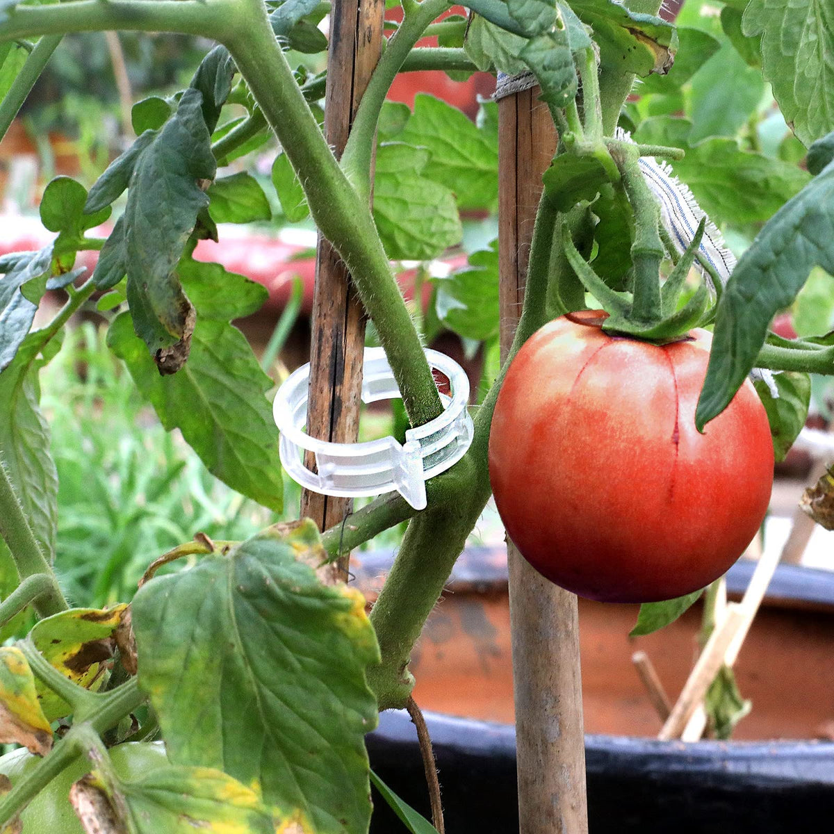 200 Pcs Plastic Trellis Plant Support Clips for Support, Grape and Tomato Vine, Vegetables Plants