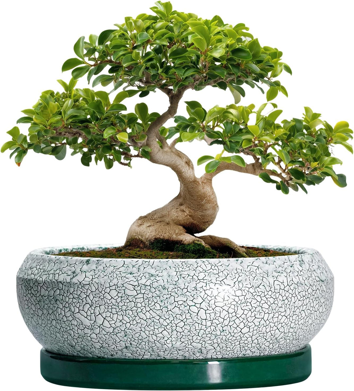 Bonsai Pots 13 Inch - Shallow Ceramic Planter with Drainage Hole and Saucer, Round Succulent Pots