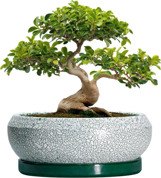Bonsai Pots 13 Inch - Shallow Ceramic Planter with Drainage Hole and Saucer, Round Succulent Pots