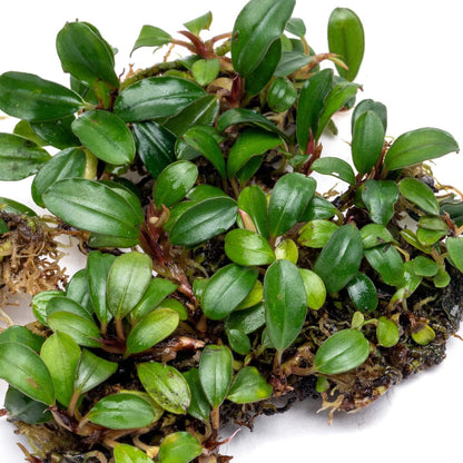 SubstrateSource Bucephalandra Mini Coin Live Aquarium Plant - Natural Freshwater Fish Tank
