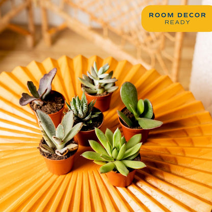 Costa Farms Mini Succulent Live Plants in Plastic Pots, Easy to Maintain Indoor Succulents