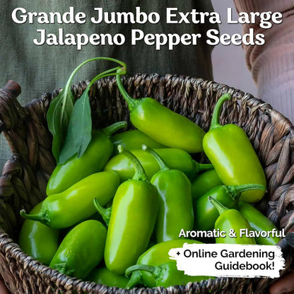 KVITER 100 Grande Jumbo Jalapeno Seeds for Planting (Capsicum Annuum) – Ultimate Stuffer Heirloom