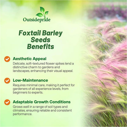 Outsidepride 2000 Seeds Perennial Hordeum Jubatum Foxtail Barley Ornamental Grass Seed for Planting