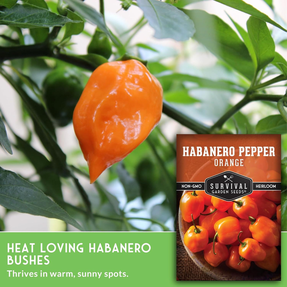 Orange Habanero Pepper Seeds for Planting | Extremely Hot Fruity Chili for Planting | Heirloom