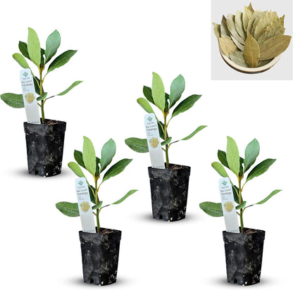 Mediterranean Bay Leaf, Bay Laurel Live Plant. Saratoga/Standard Varieties - Laurus Nobilis.