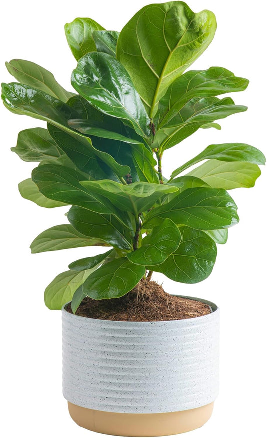 Costa Farms Little Fiddle Leaf Fig, Live Indoor Ficus Lyrata Plant in Indoors Garden Plant Pot