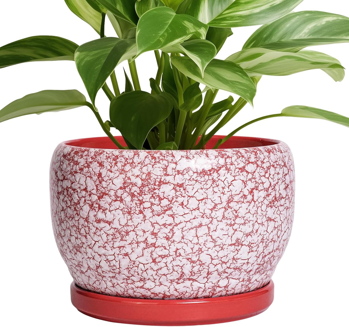 SQOWL Ceramic Pots for Plants - 8 inch Indoor Planter with Drainage Hole and Tray, Ceramic Flower