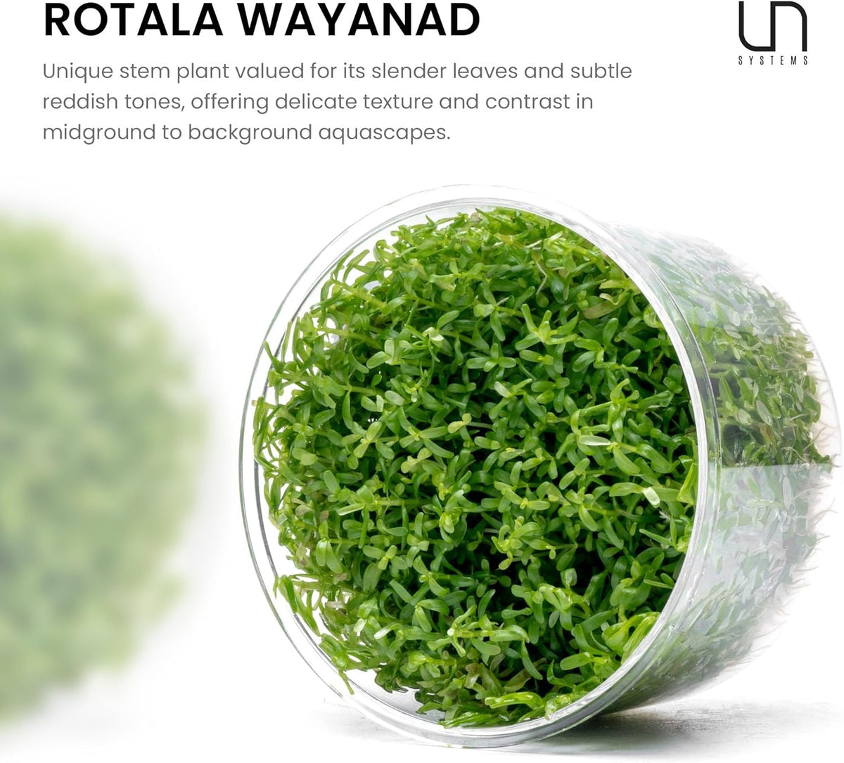 Ultum Nature Systems Live Tissue Culture - Rotala 'Wayanad' - Moderate - High Light - Green to