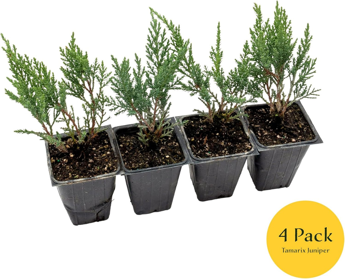 4 Tamarix Juniper in 3.5" Nursery Cubes | Juniperus Sabina ‘Tamariscifolia’ | Dense