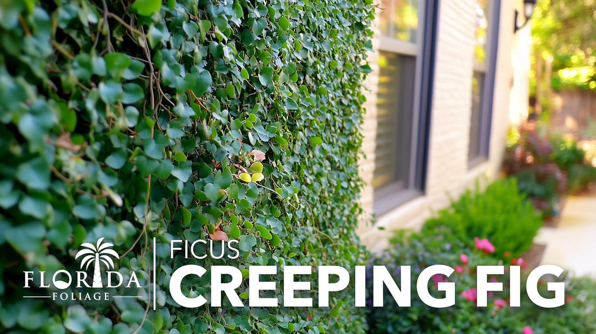 Creeping Fig Vine | 20 Live Plants | Ficus Pumila | Fast-Growing Ground Cover | Evergreen Climbing