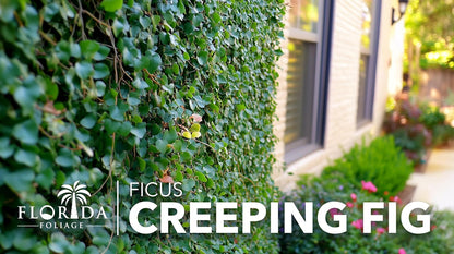 Creeping Fig Vine | 20 Live Plants | Ficus Pumila | Fast-Growing Ground Cover | Evergreen Climbing