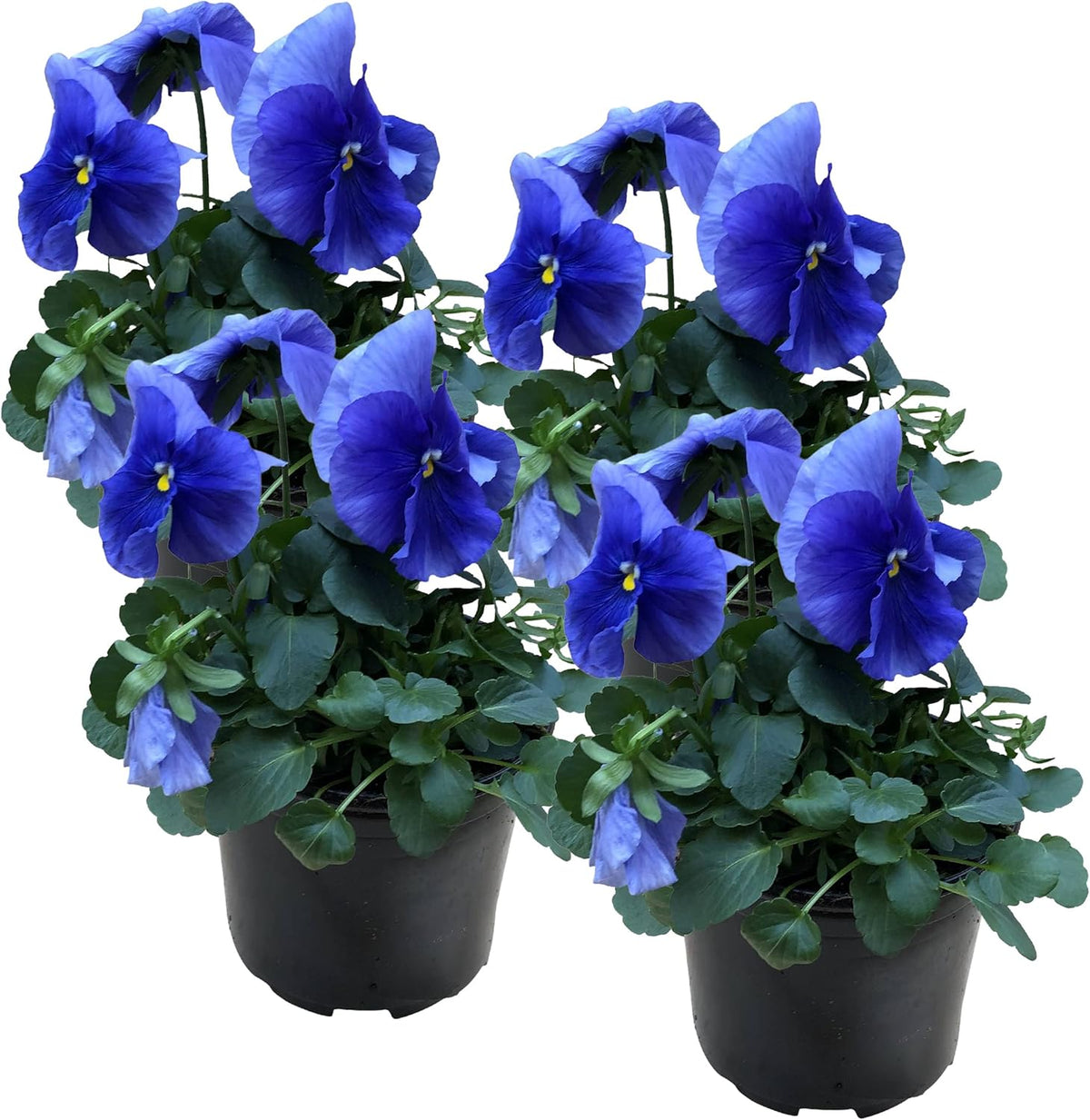 Live Healthy Flowering Pansies - Blue (4 Plants Per Pack), Beautiful Fall Color, 6" Tall by 4" Wide