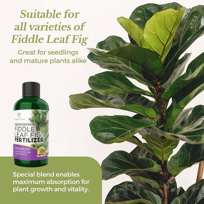 Leaves and Soul Professional Liquid Fiddle Leaf Fig Plant Fertilizer | 3-1-2 Concentrate for House