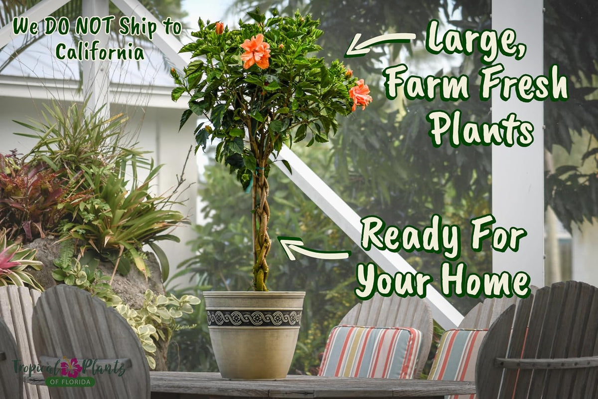 Braided Live Hibiscus Tree - Double Peach Flower - Tropical Plants of Florida - Overall Height 38"