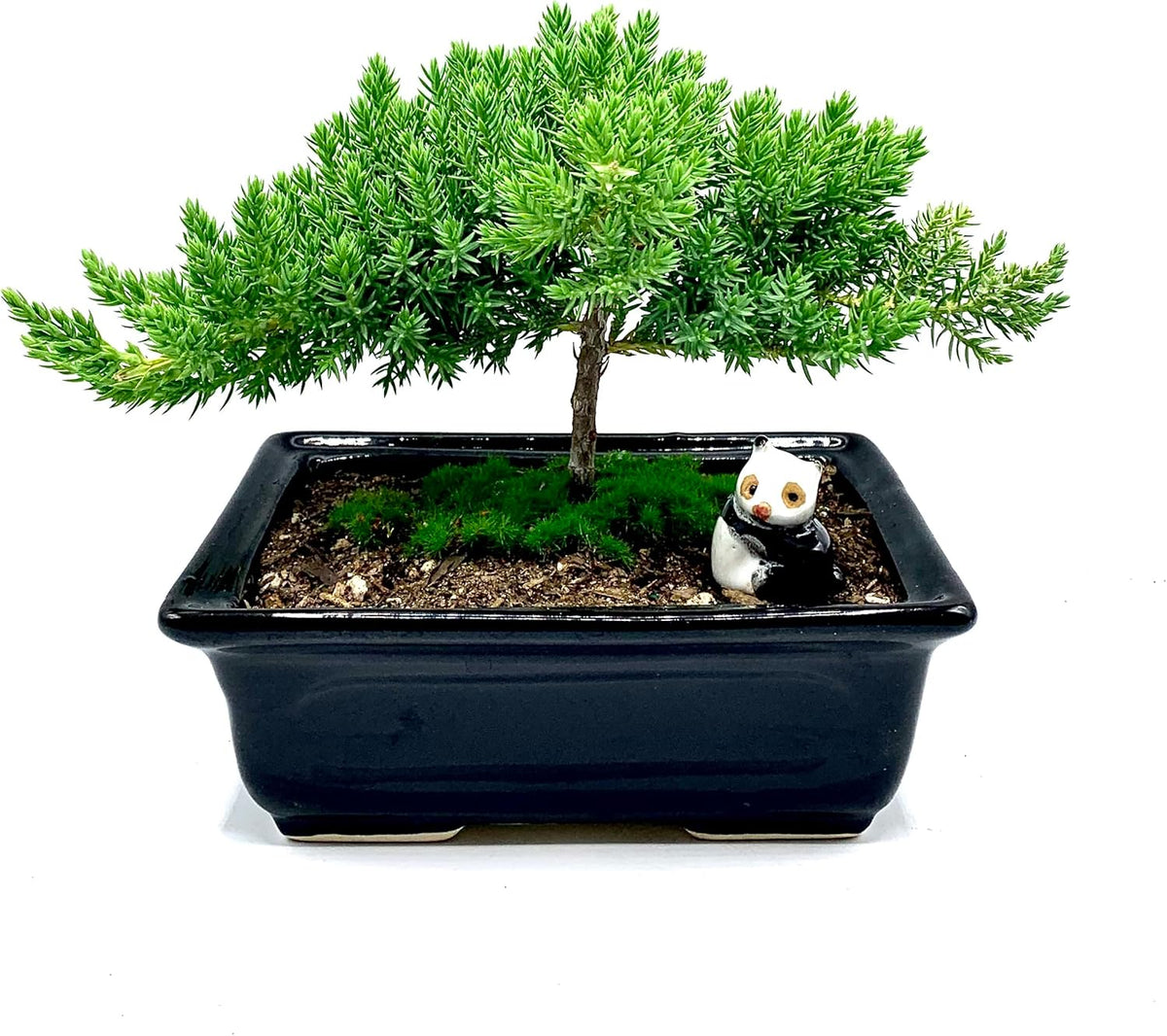 Live Dwarf Juniper Bonsai Tree 4-5years Old with Cute Ceramic Panda | Juniper or Jade Bonsai Tree |