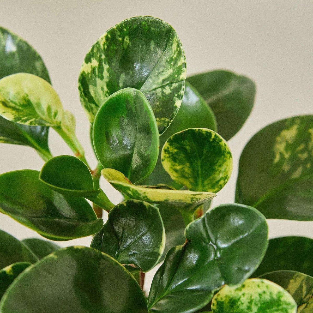Peperomia Marble Live Plant for Indoor | Different Houseplants in 3'' Pot | Real House Plant for