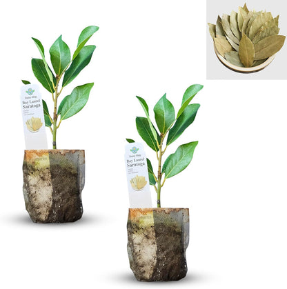 Mediterranean Bay Leaf, Bay Laurel Live Plant. Saratoga Variety - Laurus Nobilis. Live Plant.