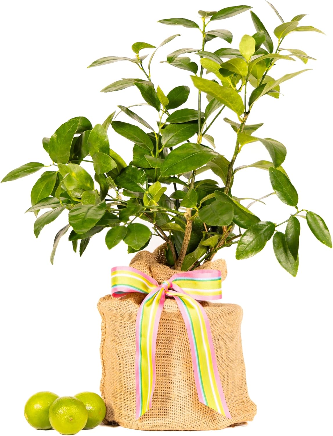 Birthday Live Persian Lime Tree Gift, Dwarf Citrus Tree, Easy to Grow, Indoor/Outdoor, Unique