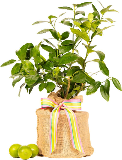 Birthday Live Persian Lime Tree Gift, Dwarf Citrus Tree, Easy to Grow, Indoor/Outdoor, Unique