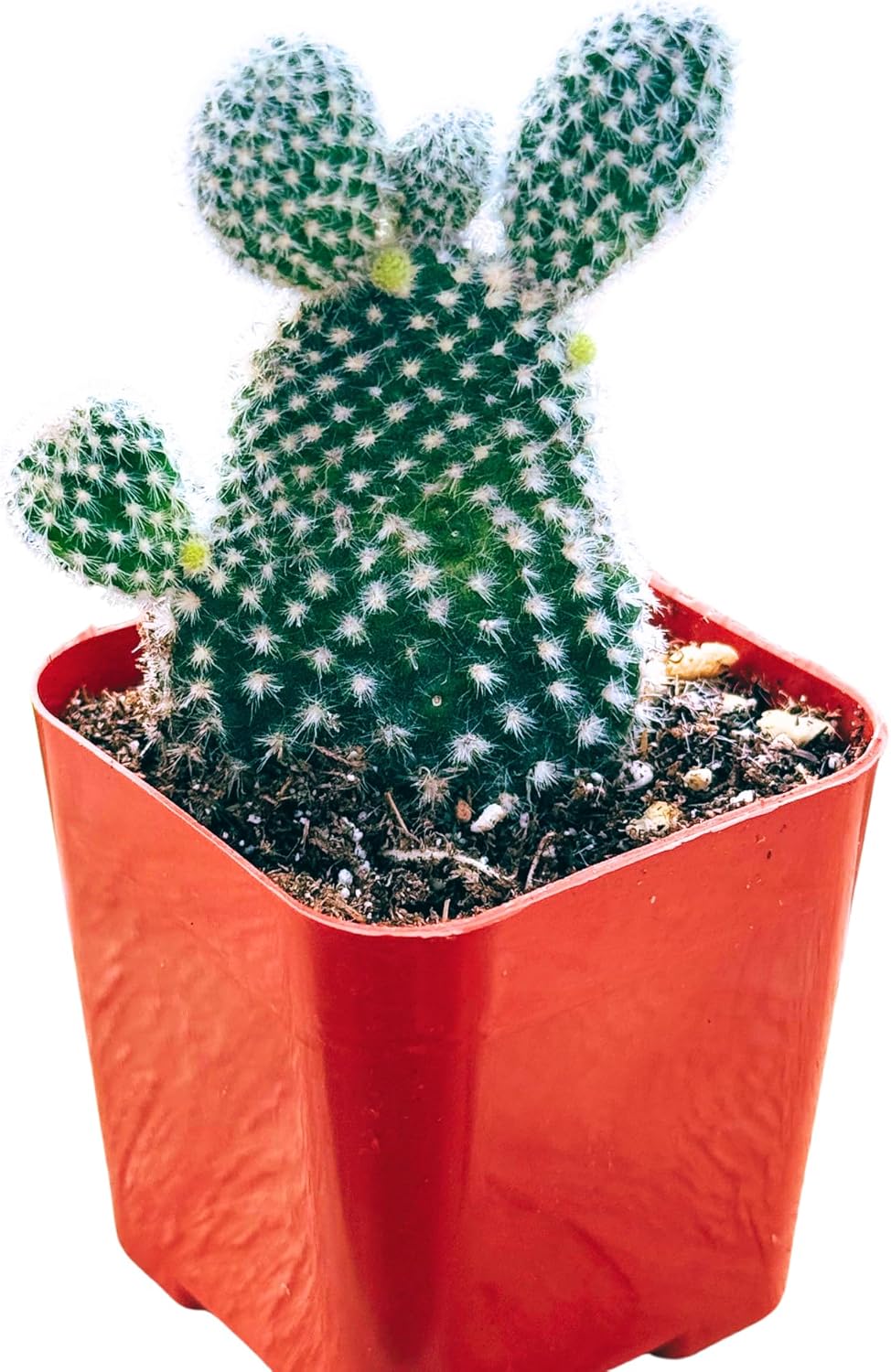 Succulents Plants Live 2inch Live Mini Succulent Plants, Easy Care House Plants Rooted in Succulent