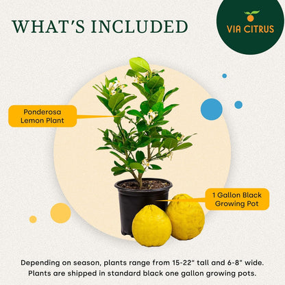 Ponderosa Lemon Patio Fruit Trees Live Plants 12-22" Tall - Dwarf Fruit Trees Live Plants Outdoor