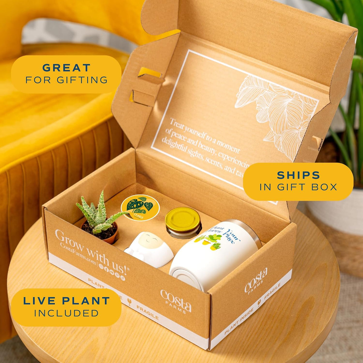 Costa Farms Live Plant Gift Box, Succulent Live Indoor Houseplant, Perfect Birthday and Holiday