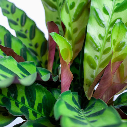 Calathea Lancifolia Rattlesnake Live Plant for Indoor | Different Houseplants in 4'' & 6'' Pot |