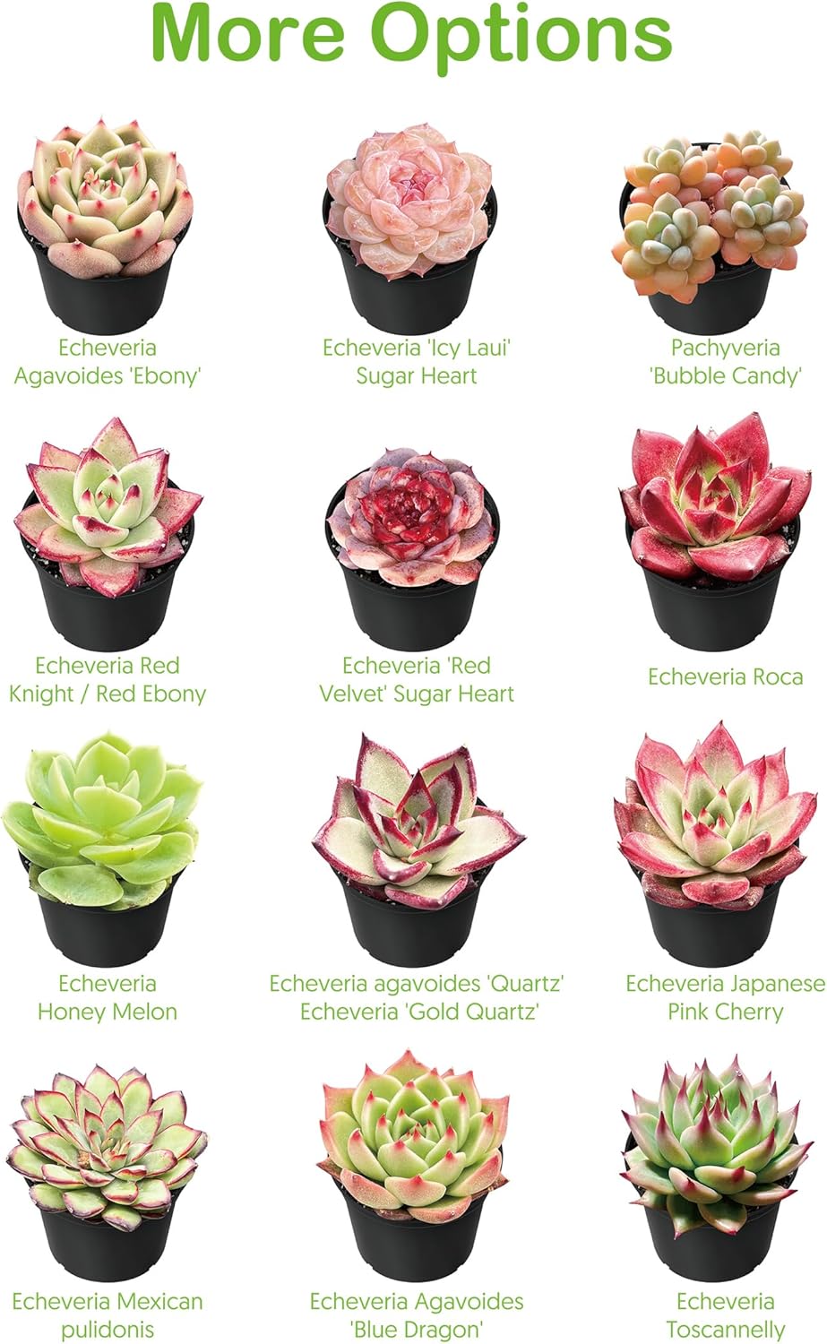2" Live Succulent 'Trumpet Jade', Rare Succulent Plants Fully Rooted in Pots, Unique House Plant