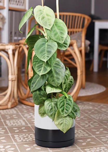 D'vine Dev 10 Inch Ceramic Planter Pot with Drainage Hole and Saucer, Indoor Cylinder Round Planter