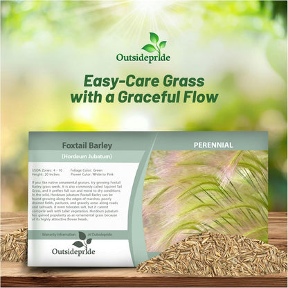 Outsidepride 1000 Seeds Perennial Hordeum Jubatum Foxtail Barley Ornamental Grass Seed for Planting