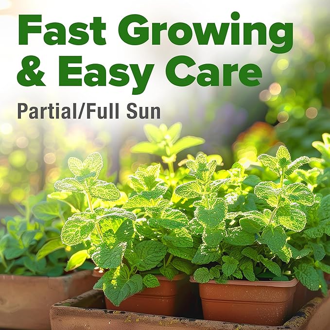 HOME GROWN 𝗨𝗦𝗔 𝗣𝗥𝗘𝗠𝗜𝗨𝗠 Common Mint Seeds (Bulk Pack) 1,800 𝗡𝗢𝗡-𝗚𝗠𝗢 Heirloom Herb