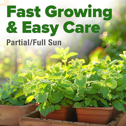 HOME GROWN 𝗨𝗦𝗔 𝗣𝗥𝗘𝗠𝗜𝗨𝗠 Common Mint Seeds (Bulk Pack) 1,800 𝗡𝗢𝗡-𝗚𝗠𝗢 Heirloom Herb