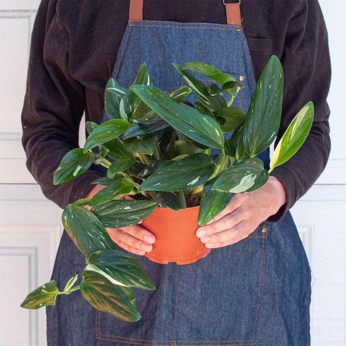 Monstera Standeleyana Albo Variegated Live Plant for Indoor | Different Houseplants in 4'' & 6''