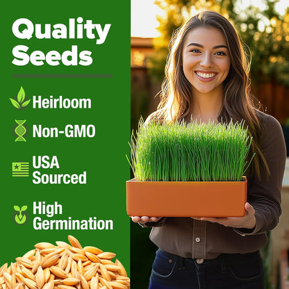 HOME GROWN 12,000+ Wheatgrass Seeds Bulk Pack(1.5 lb) 𝗡𝗢𝗡-𝗚𝗠𝗢 𝗨𝗦𝗔 Hard Red Winter